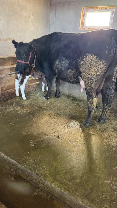 Сиырлар сатылады