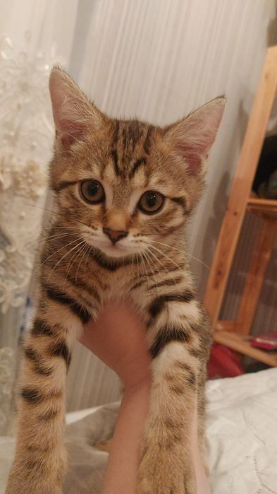 Котенок (девочка) шотладская