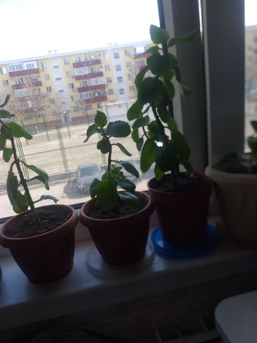 Цветы свежепосаженные