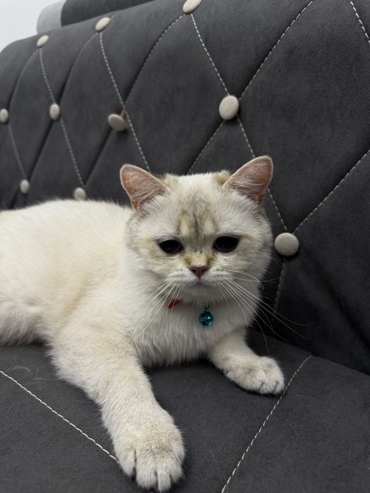 мушук сотилади 11 ойлик кизбола нархи 200$