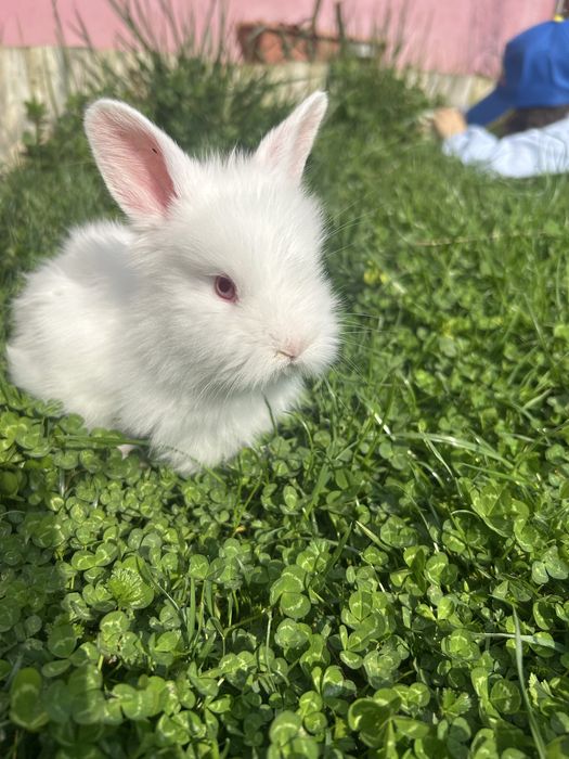 Iepurasi cap de leu pitic