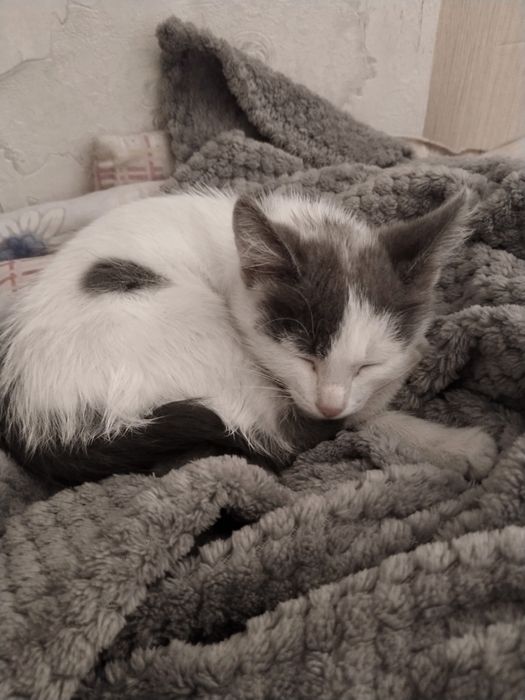 Отдам котенка в добрые руки.