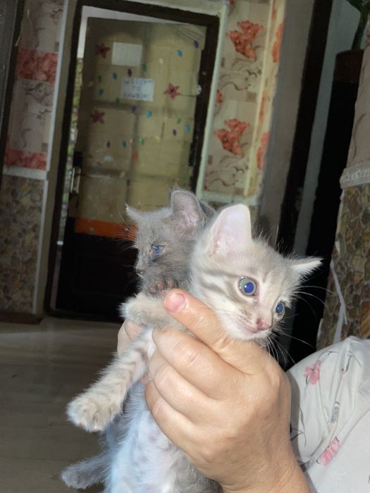 Отдам котят в добрые руки!
