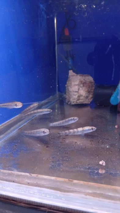 Продаю рыб змееголов императорский