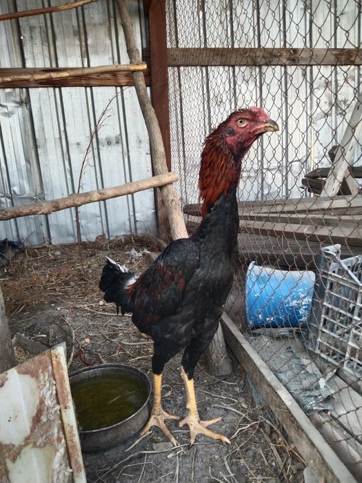 Продам или обмен на курицу