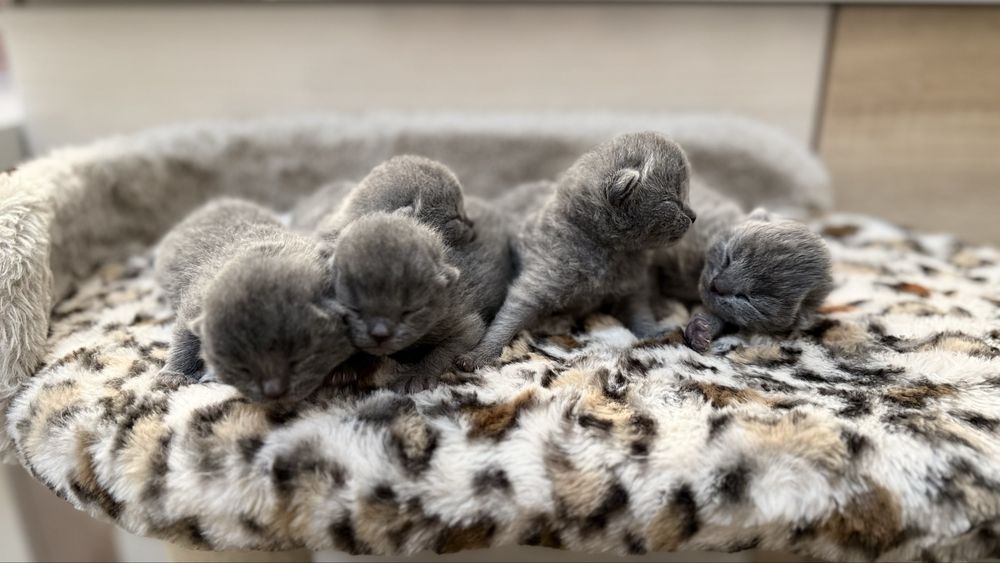 Открыто раннее бронирование на котят премиум класса