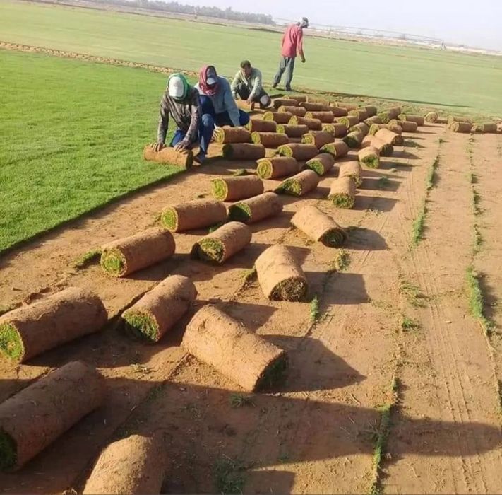 Готовый живой в ташкенте gazon tayyor gazon