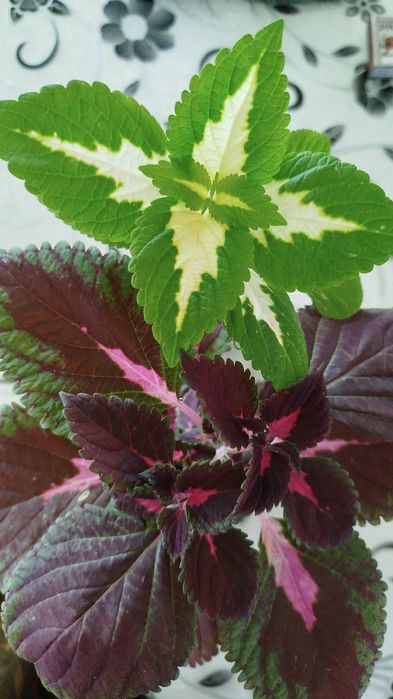 Олеандр ,молочай фикусы