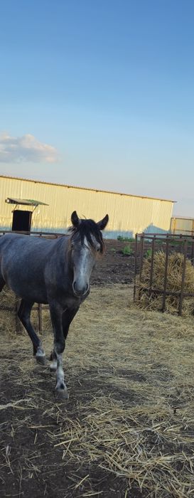 Продам жеребца на племя