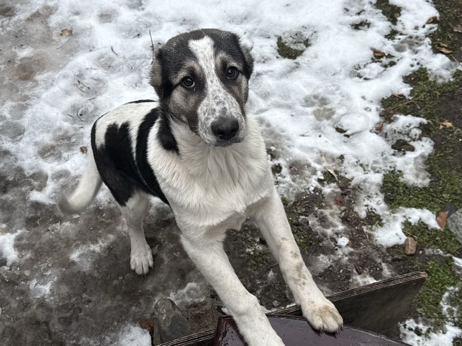 Ищем хозяев для алабая