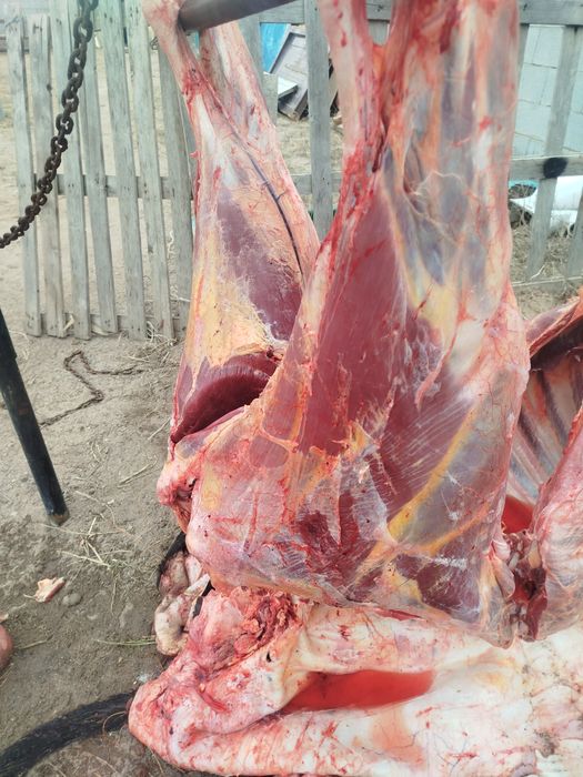 Вынужденый забой