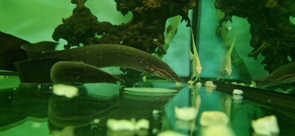 Огнени змиорки чифт.