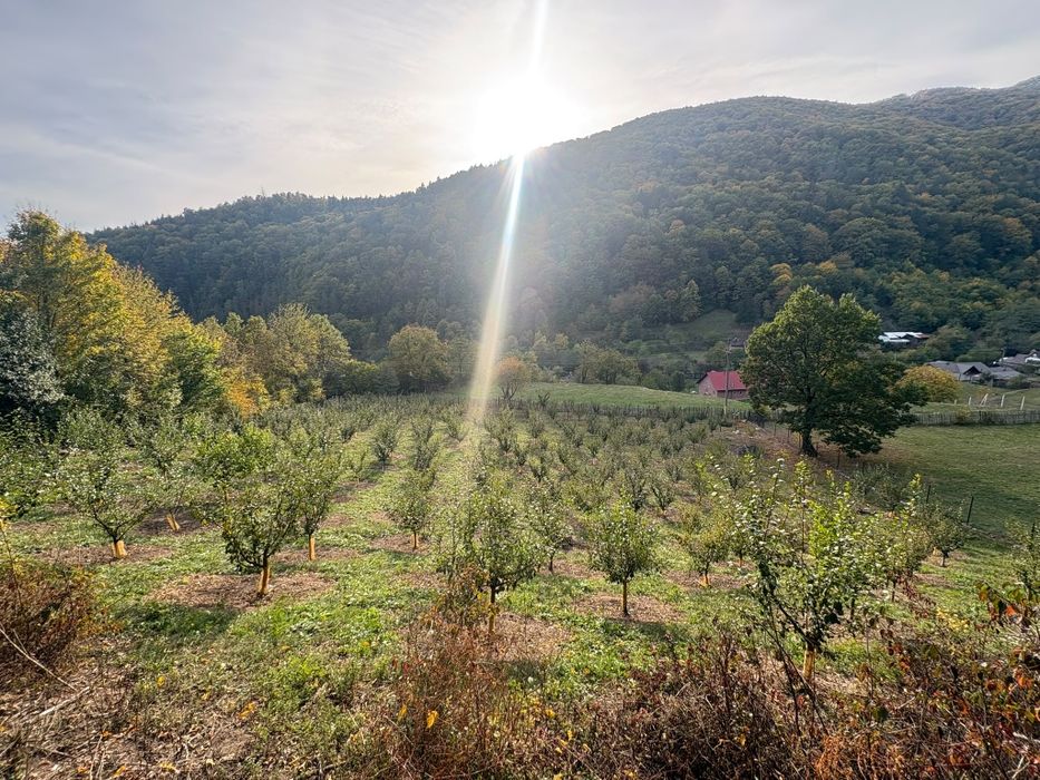 Livada in zona Pângărăcior neamt