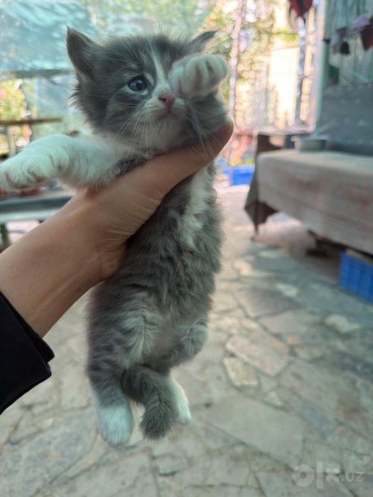 Прадайотса катяти