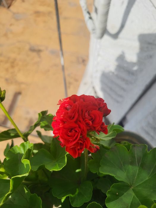 Розебудная пеларгония Rose