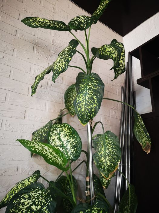 Цветок диффенбахия