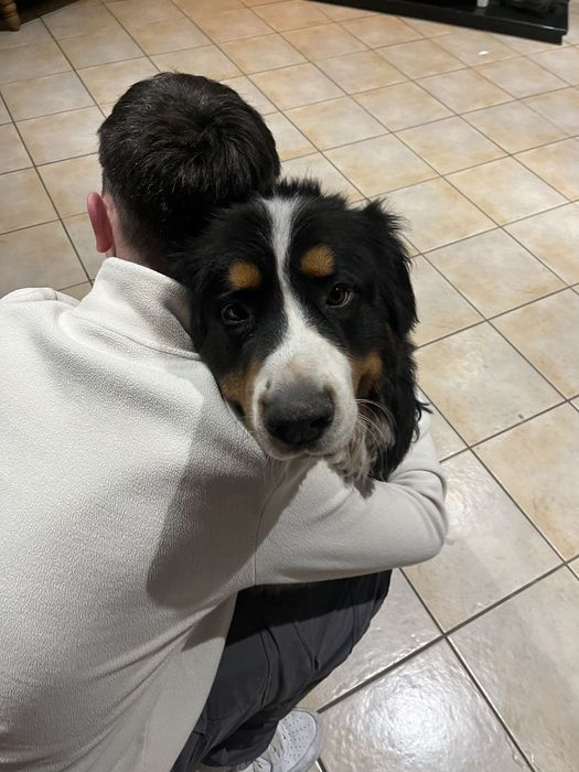 Plimb & îngrijesc câini București|Servicii premium|Încredere totală