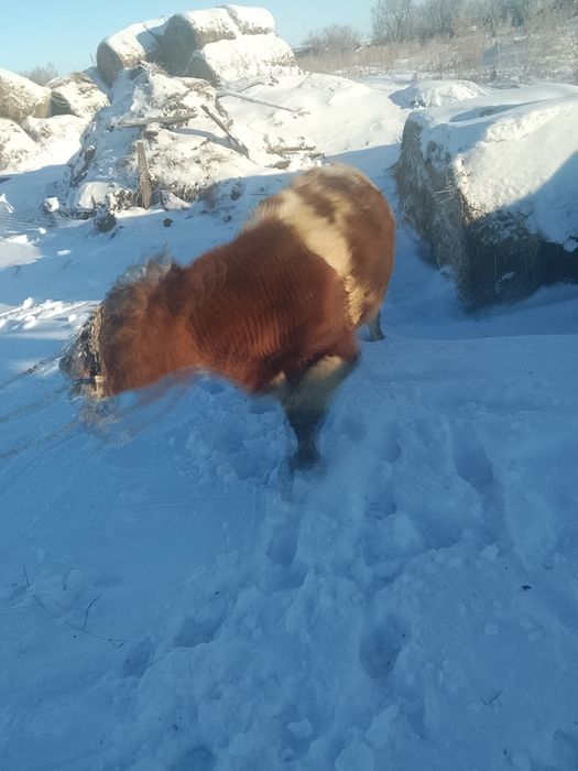 Телята телочки и бычки