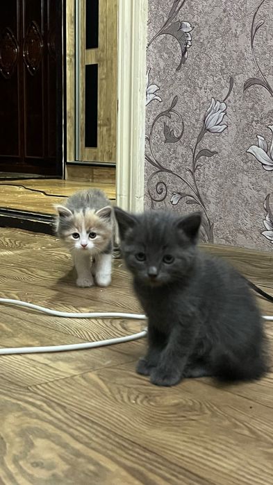 Продаются котята скоттиш страйт