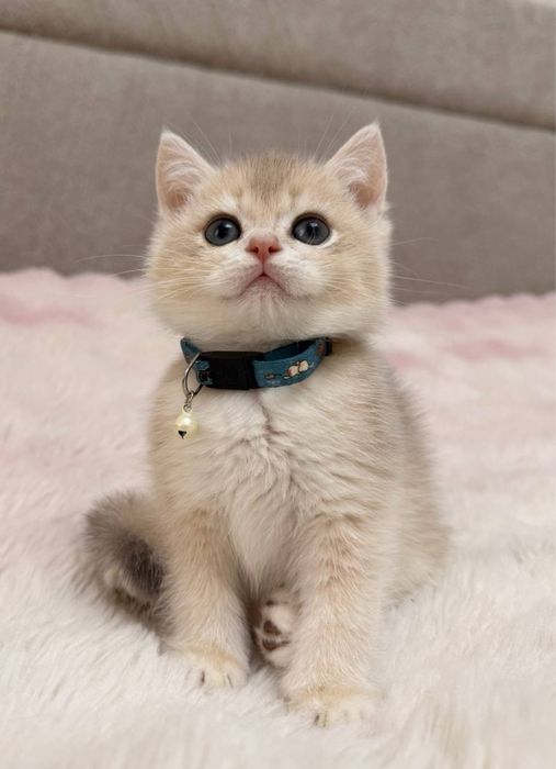 На продаже шикарный котята