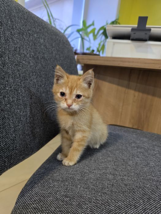 Котята 2 месяца ищут дом