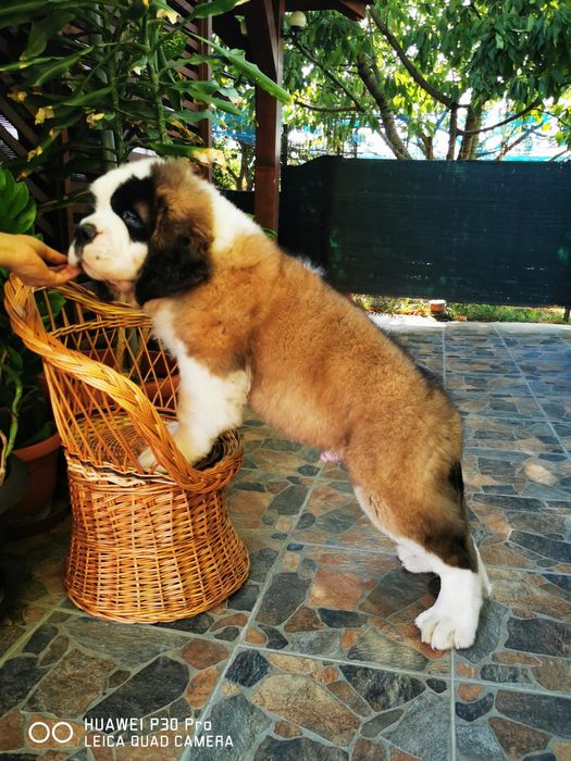 In India St Bernard Puppies For Sale Olx Saint Bernard Animale De