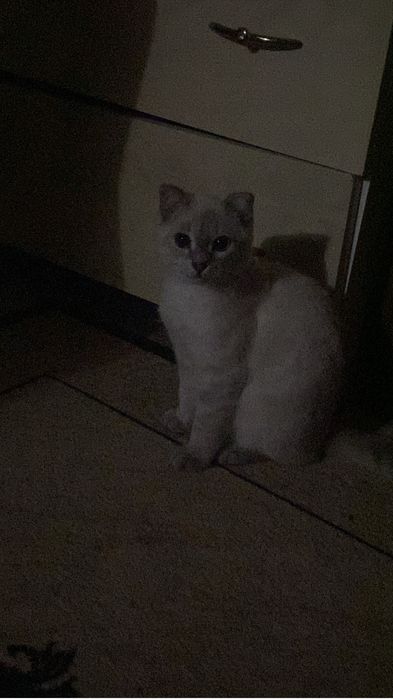 Кошки хароший девочки сертса