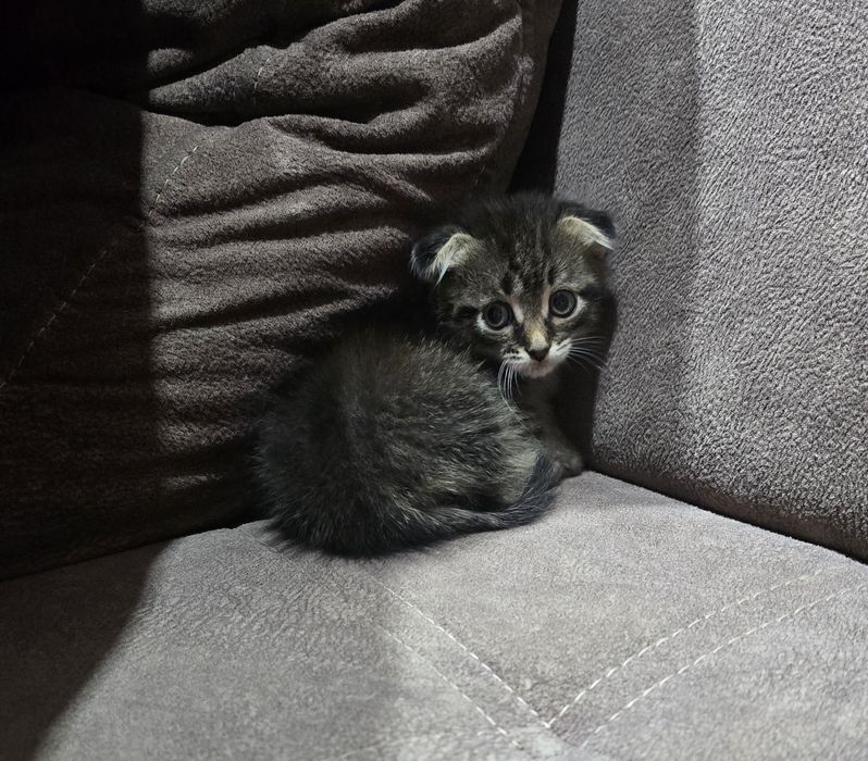 Шотландский котёнок. мальчик .