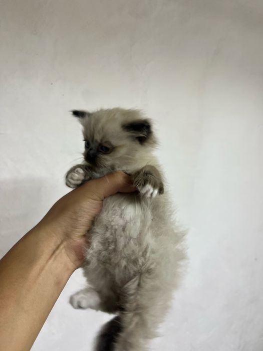 Отдам мальчиков бесплатно котят