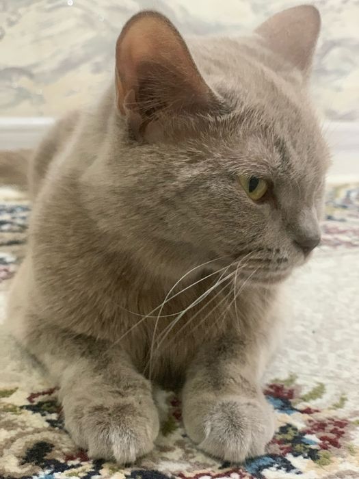 Кошка,2 года Скоттиш страйт.