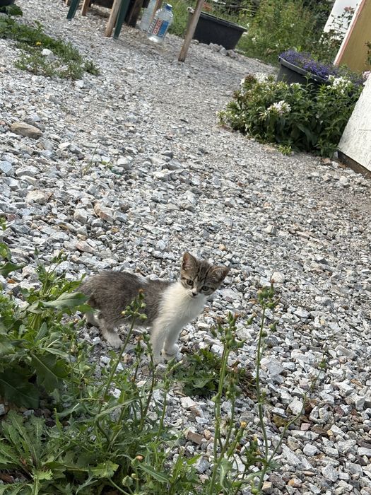 Отдам котенка девочку