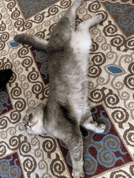 кот шотлданский в добрые руки