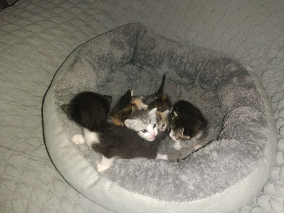 Отдам котят в добрые руки!