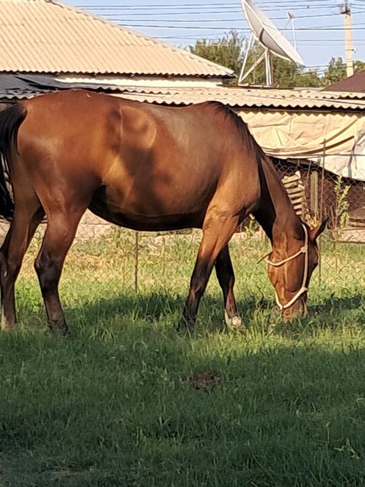 буаз бие сатылады.