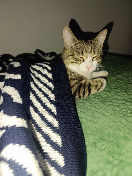 Отдам бесплатно котенка