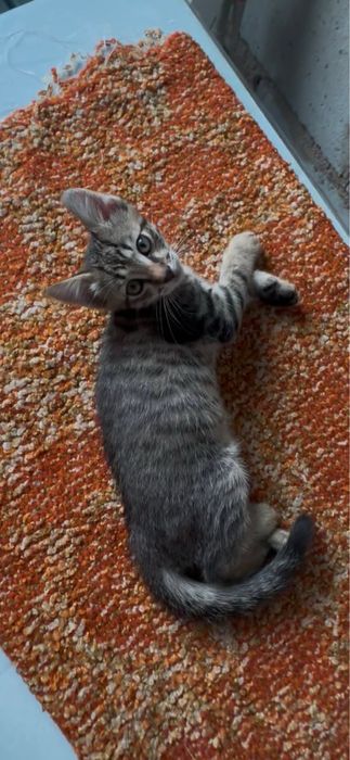 Котенок бесплатно