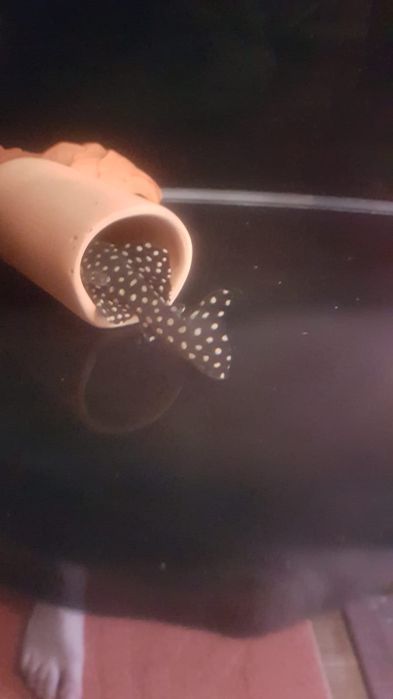 Продам сомики намерные