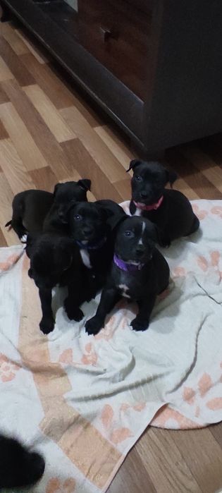 Продам щенков ротвейлер с питбулем