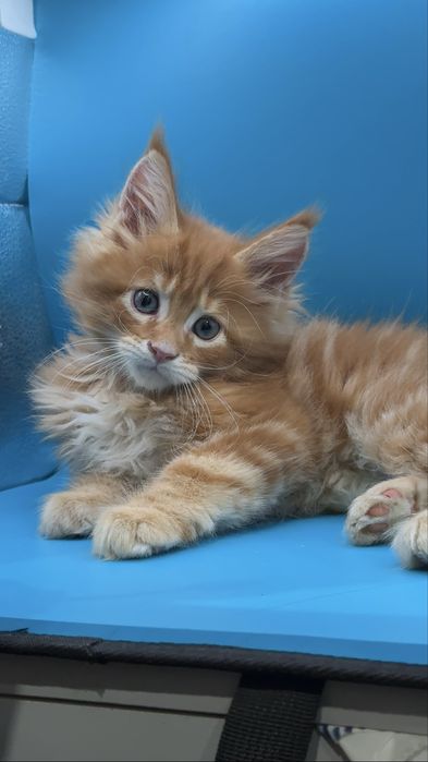 Продаются котята мейкун