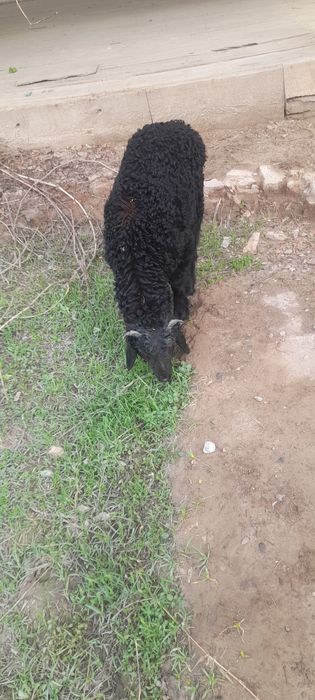 Ана боло куй сотилоди