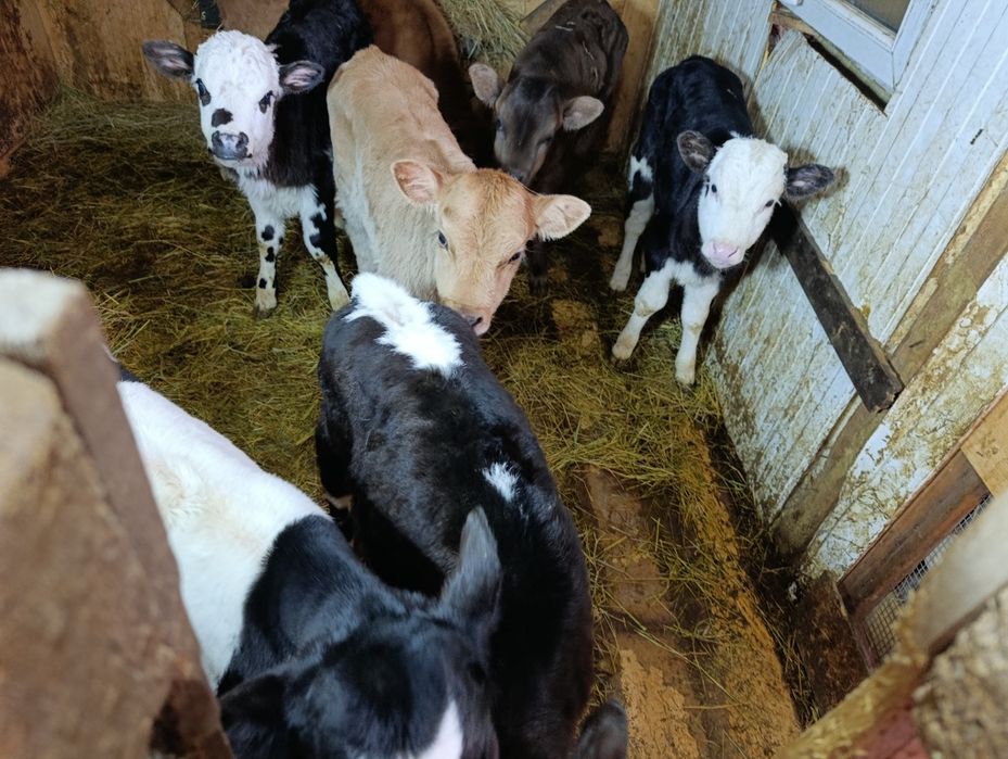 Телята тёлочки от высокодойных коров