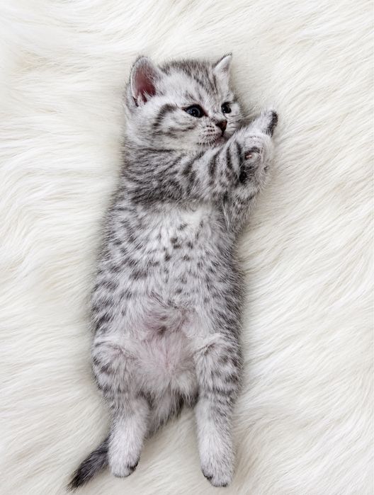 Mushuk scottish fold