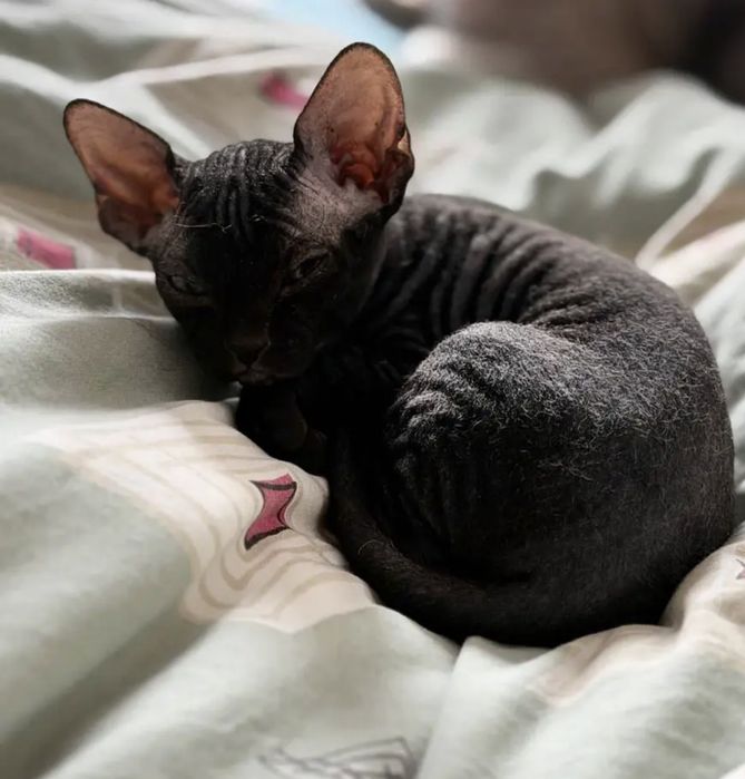 Отдам в добрые руки сфинкс донской (мальчик)