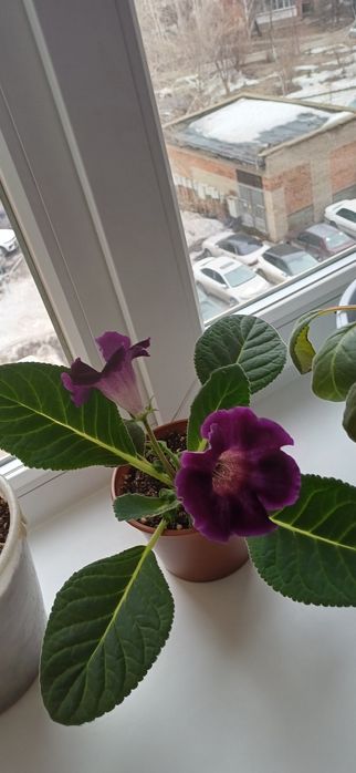 Цветы, цветы, цве