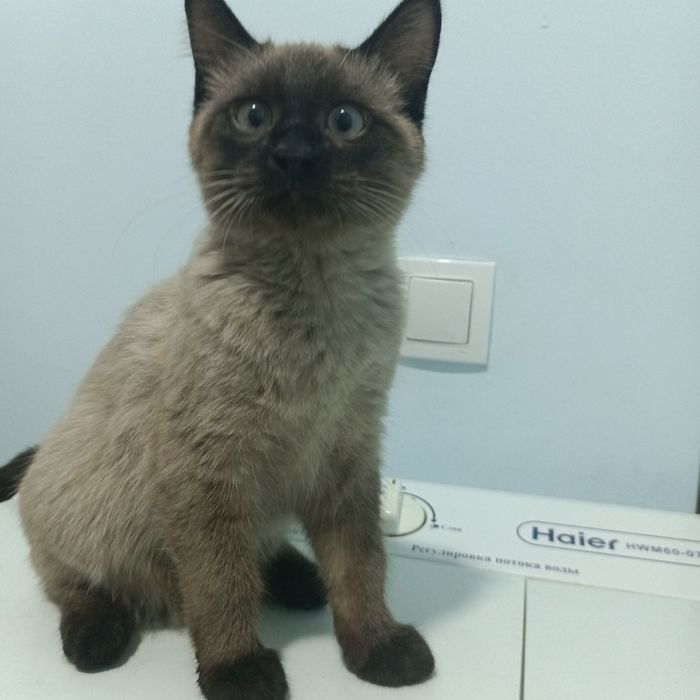 Сиамская кошка..