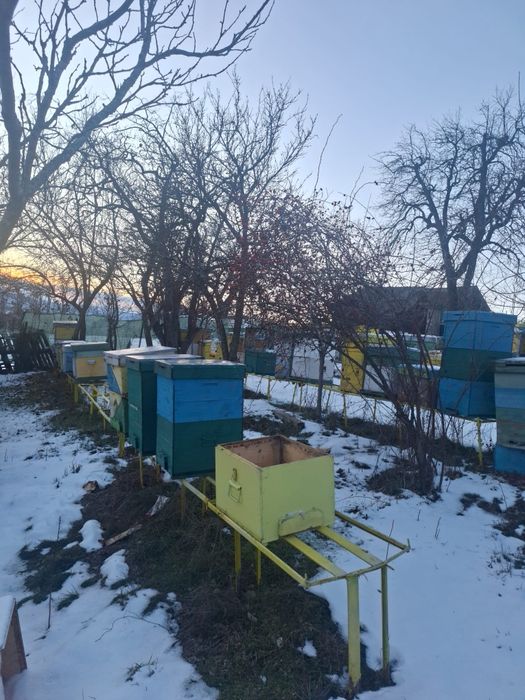 Vand Cutii Stupi Verticali 10 Rame cu Caturi