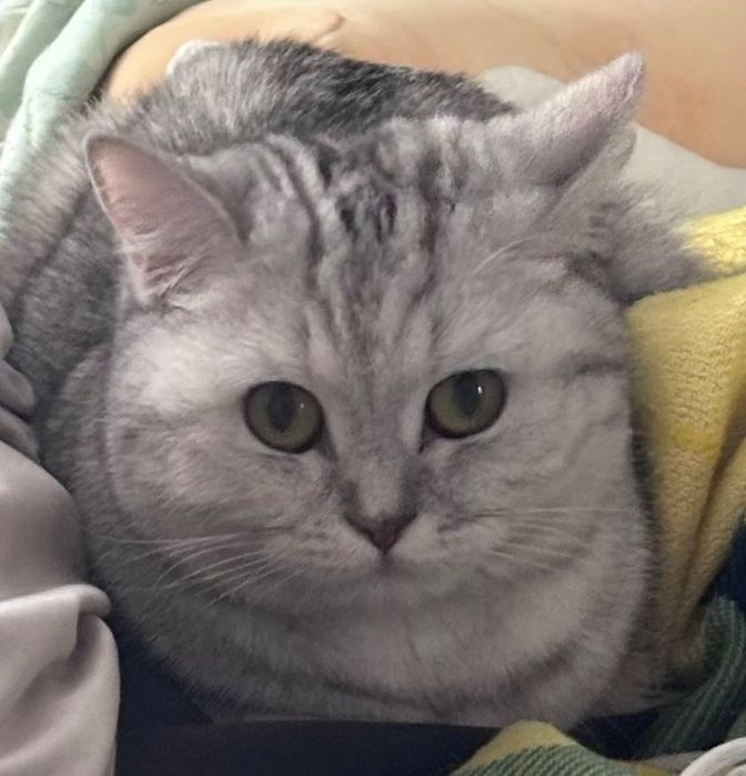 Кошка британская