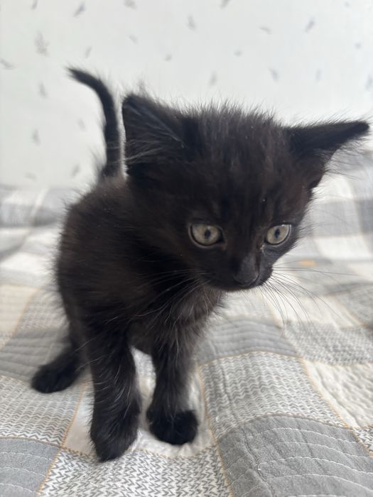 Отдадим котят в хорошие руки