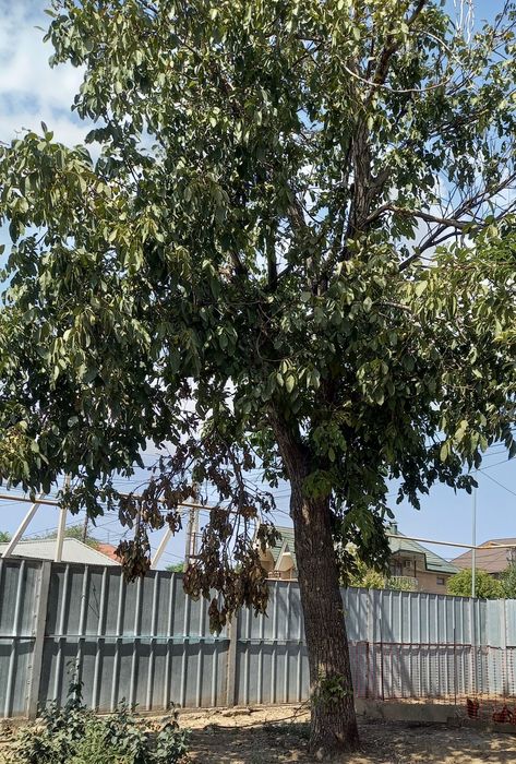 Ореховое дерево.