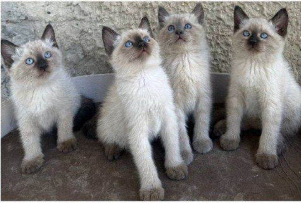 qoramagiz uning külot oldi va uning qiz dosti uning soqol mushuk yalab ruxsat.